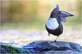 Je danse , je danse comme une étoile ! CINCLE PLONGEUR
Oiseaux
PHOTOGRAPHIE DE CINCLE PLONGEUR
PHOTOGRAPHIE de NATURE et de FAUNE SAUVAGE

Daniel TRINQUECOSTES
Que nature vive
 