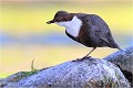  CINCLE PLONGEUR
Oiseaux
PHOTOGRAPHIE DE CINCLE PLONGEUR
PHOTOGRAPHIE de NATURE et de FAUNE SAUVAGE

Daniel TRINQUECOSTES
Que nature vive
 