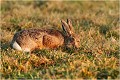 Je broute assidument ..... LIEVRE
PHOTOGRAPHIE de LIEVRE
Mammifères
PHOTOGRAPHIE de NATURE et de FAUNE SAUVAGE

Daniel TRINQUECOSTES 
Que nature vive 