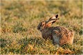 Je me retourne ..... LIEVRE
PHOTOGRAPHIE de LIEVRE
Mammifères
PHOTOGRAPHIE de NATURE et de FAUNE SAUVAGE

Daniel TRINQUECOSTES 
Que nature vive 