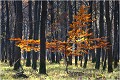 Un reste de feuillage d' or sous les résineux . PAYSAGE
Photo de paysage
Photographie de nature et faune sauvage
Daniel Trinquecostes
Que nature vive 