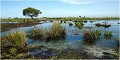 Un marais en Brière . PAYSAGE
Photo de paysage
Photographie de nature et faune sauvage
Daniel Trinquecostes
Que nature vive 