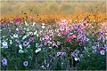 Certaines terres en jachères sont quand même semées pour former des tapis de fleurs. PAYSAGE
Photo de paysage
Photographie de nature et faune sauvage
Daniel Trinquecostes
Que nature vive 