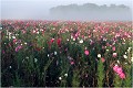  PAYSAGE
Photo de paysage
Photographie de nature et faune sauvage
Daniel Trinquecostes
Que nature vive 