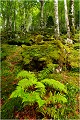 Dans la forêt ariègeoise. PAYSAGE
Photo de paysage
Photographie de nature et faune sauvage
Daniel Trinquecostes
Que nature vive 