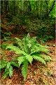 Dans la forêt de Bethmale ( 09 ) PAYSAGE
Photo de paysage
Photographie de nature et faune sauvage
Daniel Trinquecostes
Que nature vive 