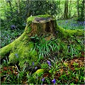 Souche envahie par la mousse ( Rambouillet ) PAYSAGE
Photo de paysage
Photographie de nature et faune sauvage
Daniel Trinquecostes
Que nature vive 