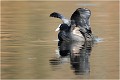  FOULQUE
OISEAUX
Photographe naturaliste
Photographie de nature et de faune sauvage

Daniel TRINQUECOSTES
Que nature vive 