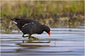 En quête de nourriture POULE D'EAU
OISEAUX
Photographe naturaliste
Photographie de nature et de faune sauvage

Daniel TRINQUECOSTES
Que nature vive 