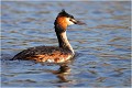  GREBE HUPPE
OISEAUX
Photographe naturaliste
Photographie de nature et de faune sauvage

Daniel TRINQUECOSTES
Que nature vive 