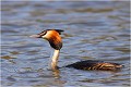  GREBE HUPPE
OISEAUX
Photographe naturaliste
Photographie de nature et de faune sauvage

Daniel TRINQUECOSTES
Que nature vive 