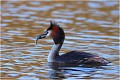 Après la capture d'un poisson. GREBE HUPPE
OISEAUX
Photographe naturaliste
Photographie de nature et de faune sauvage

Daniel TRINQUECOSTES
Que nature vive 