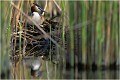 Sur son nid , bien dissimulé dans la roselière ( photo faite depuis la berge ) GREBE HUPPE
OISEAUX
Photographe naturaliste
Photographie de nature et de faune sauvage

Daniel TRINQUECOSTES
Que nature vive 