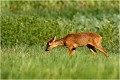 Chevrillard en fin de journée CHEVREUIL . CHEVRILLARD
Mammifères
PHOTIGRAPHE NATURALISTE
Photographie de nature et de faune sauvage

Daniel TRINQUECOSTES
Que nature vive 