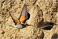  GUEPIER D'EUROPE
OISEAUX

Daniel TRINQUECOSTES
QUE NATURE VIVE
PHOTOGRAPHE NATURALISTE
Photographie de nature et de faune sauvage
 