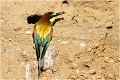 A l'entrée du nid GUEPIER D'EUROPE
OISEAUX

Daniel TRINQUECOSTES
QUE NATURE VIVE
PHOTOGRAPHE NATURALISTE
Photographie de nature et de faune sauvage
 