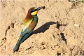 Quand les deux adultes nourissent, il arrive que l'un des deux attende que l'autre ait fini le "ravitaillement " pour monter au nid. GUEPIER D'EUROPE
OISEAUX

Daniel TRINQUECOSTES
QUE NATURE VIVE
PHOTOGRAPHE NATURALISTE
Photographie de nature et de faune sauvage
 