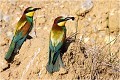  GUEPIER D'EUROPE
OISEAUX

Daniel TRINQUECOSTES
QUE NATURE VIVE
PHOTOGRAPHE NATURALISTE
Photographie de nature et de faune sauvage
 