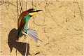 Dans le rôle du trapéziste ! GUEPIER D'EUROPE
OISEAUX

Daniel TRINQUECOSTES
QUE NATURE VIVE
PHOTOGRAPHE NATURALISTE
Photographie de nature et de faune sauvage
 