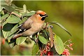  JASEUR BOREAL
OISEAUX
PHOTOGRAPHE NATURALISTE
PHOTOGRAPHIE de NATURE et de FAUNE SAUVAGE

Daniel TRINQUECOSTES
QUE NATURE VIVE 