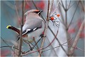  JASEUR BOREAL
OISEAUX
PHOTOGRAPHE NATURALISTE
PHOTOGRAPHIE de NATURE et de FAUNE SAUVAGE

Daniel TRINQUECOSTES
QUE NATURE VIVE 