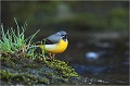 Me voilà de retour en Ariège en ce début d'avril 2012.C'est mon séjour habituel à la recherche des cincles et autres oiseaux fréquentant les eaux vives des rivières ariègeoises comme la bergeronnette des ruisseaux.
Je trouve que cette année elles sont nettement moins nombreuses que d'habitude ....pourquoi , je ne sais ! Bergeronnette des ruisseaux
Oiseaux
Photographe naturaliste
Photographie de nature et de faune sauvage

Daniel TRINQUECOSTES
Que nature vive 