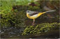  Bergeronnette des ruisseaux
Oiseaux
Photographe naturaliste
Photographie de nature et de faune sauvage

Daniel TRINQUECOSTES
Que nature vive 