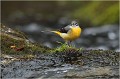 Bergeronnette des ruisseaux
Oiseaux
Photographe naturaliste
Photographie de nature et de faune sauvage

Daniel TRINQUECOSTES
Que nature vive 