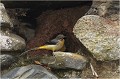 Au cours d' un moment où les cincles étaient particulièrement agités par la préparation de la seconde nichée, un couple de bergeronnettes des ruisseaux essayent de squatter leur nid. Bergeronnette des ruisseaux
Oiseaux
Photographe naturaliste
Photographie de nature et de faune sauvage

Daniel TRINQUECOSTES
Que nature vive 