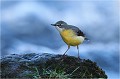 Sur fond de cascade ... Bergeronnette des ruisseaux
Oiseaux
Photographe naturaliste
Photographie de nature et de faune sauvage

Daniel TRINQUECOSTES
Que nature vive 