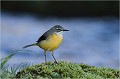  Bergeronnette des ruisseaux
Oiseaux
Photographe naturaliste
Photographie de nature et de faune sauvage

Daniel TRINQUECOSTES
Que nature vive 