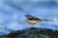  Bergeronnette des ruisseaux
Oiseaux
Photographe naturaliste
Photographie de nature et de faune sauvage

Daniel TRINQUECOSTES
Que nature vive 