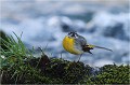  Bergeronnette des ruisseaux
Oiseaux
Photographe naturaliste
Photographie de nature et de faune sauvage

Daniel TRINQUECOSTES
Que nature vive 