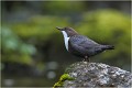 Fidèle à son rocher. Cette année ils ne se poseront que sur celui ci !
A mon désaroi ! CINCLE PLONGEUR
Oiseaux
PHOTOGRAPHIE DE CINCLE PLONGEUR
PHOTOGRAPHIE de NATURE et de FAUNE SAUVAGE
Photographe naturaliste

Daniel TRINQUECOSTES
Que nature vive
 