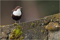 Sur le mur de la retenue d'eau, plusieurs attitudes ...... CINCLE PLONGEUR
Oiseaux
PHOTOGRAPHIE DE CINCLE PLONGEUR
PHOTOGRAPHIE de NATURE et de FAUNE SAUVAGE
Photographe naturaliste

Daniel TRINQUECOSTES
Que nature vive
 