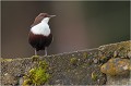  CINCLE PLONGEUR
Oiseaux
PHOTOGRAPHIE DE CINCLE PLONGEUR
PHOTOGRAPHIE de NATURE et de FAUNE SAUVAGE
Photographe naturaliste

Daniel TRINQUECOSTES
Que nature vive
 