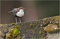  CINCLE PLONGEUR
Oiseaux
PHOTOGRAPHIE DE CINCLE PLONGEUR
PHOTOGRAPHIE de NATURE et de FAUNE SAUVAGE
Photographe naturaliste

Daniel TRINQUECOSTES
Que nature vive
 