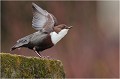 Si en 2011 je fus gatés par ce genre d'attitudes, me permettant de faire des séries complétes de photos détaillant le mouvement, cette année cela ne m'a pas été possible ! CINCLE PLONGEUR
Oiseaux
PHOTOGRAPHIE DE CINCLE PLONGEUR
PHOTOGRAPHIE de NATURE et de FAUNE SAUVAGE
Photographe naturaliste

Daniel TRINQUECOSTES
Que nature vive
 