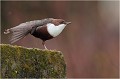 Etirement ....... CINCLE PLONGEUR
Oiseaux
PHOTOGRAPHIE DE CINCLE PLONGEUR
PHOTOGRAPHIE de NATURE et de FAUNE SAUVAGE
Photographe naturaliste

Daniel TRINQUECOSTES
Que nature vive
 