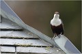 Voilà une scène que je n'avais encore observée ! L'oiseau se posant sur la toiture du moulin, lui offrant un perchoir peu conventionnel ! CINCLE PLONGEUR
Oiseaux
PHOTOGRAPHIE DE CINCLE PLONGEUR
PHOTOGRAPHIE de NATURE et de FAUNE SAUVAGE
Photographe naturaliste

Daniel TRINQUECOSTES
Que nature vive
 