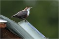  CINCLE PLONGEUR
Oiseaux
PHOTOGRAPHIE DE CINCLE PLONGEUR
PHOTOGRAPHIE de NATURE et de FAUNE SAUVAGE
Photographe naturaliste

Daniel TRINQUECOSTES
Que nature vive
 