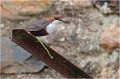 Ou encore se posant sur un vieux support rouillé se situant à un métre de l'entrée du nid ! Encore jamais vu non plus !
 CINCLE PLONGEUR
Oiseaux
PHOTOGRAPHIE DE CINCLE PLONGEUR
PHOTOGRAPHIE de NATURE et de FAUNE SAUVAGE
Photographe naturaliste

Daniel TRINQUECOSTES
Que nature vive
 