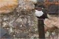  CINCLE PLONGEUR
Oiseaux
PHOTOGRAPHIE DE CINCLE PLONGEUR
PHOTOGRAPHIE de NATURE et de FAUNE SAUVAGE
Photographe naturaliste

Daniel TRINQUECOSTES
Que nature vive
 