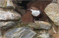 Solidement cramponné à l' entrée de son nid. Il est à noter que cette espèces est très fidèle à son lieu de nidification. CINCLE PLONGEUR
Oiseaux
PHOTOGRAPHIE DE CINCLE PLONGEUR
PHOTOGRAPHIE de NATURE et de FAUNE SAUVAGE
Photographe naturaliste

Daniel TRINQUECOSTES
Que nature vive
 