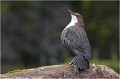 Mâle en attitude de parade et chantant . CINCLE PLONGEUR
Oiseaux
PHOTOGRAPHIE DE CINCLE PLONGEUR
PHOTOGRAPHIE de NATURE et de FAUNE SAUVAGE
Photographe naturaliste

Daniel TRINQUECOSTES
Que nature vive
 