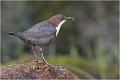  CINCLE PLONGEUR
Oiseaux
PHOTOGRAPHIE DE CINCLE PLONGEUR
PHOTOGRAPHIE de NATURE et de FAUNE SAUVAGE
Photographe naturaliste

Daniel TRINQUECOSTES
Que nature vive
 