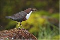  CINCLE PLONGEUR
Oiseaux
PHOTOGRAPHIE DE CINCLE PLONGEUR
PHOTOGRAPHIE de NATURE et de FAUNE SAUVAGE
Photographe naturaliste

Daniel TRINQUECOSTES
Que nature vive
 