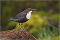  CINCLE PLONGEUR
Oiseaux
PHOTOGRAPHIE DE CINCLE PLONGEUR
PHOTOGRAPHIE de NATURE et de FAUNE SAUVAGE
Photographe naturaliste

Daniel TRINQUECOSTES
Que nature vive
 