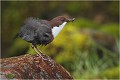 Je replace mon plumage .... CINCLE PLONGEUR
Oiseaux
PHOTOGRAPHIE DE CINCLE PLONGEUR
PHOTOGRAPHIE de NATURE et de FAUNE SAUVAGE
Photographe naturaliste

Daniel TRINQUECOSTES
Que nature vive
 