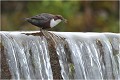 Cet oiseau a une capacité extraordinaire pour résister au courant. Il est sur cette image sur le déversoir du bief. CINCLE PLONGEUR
Oiseaux
PHOTOGRAPHIE DE CINCLE PLONGEUR
PHOTOGRAPHIE de NATURE et de FAUNE SAUVAGE
Photographe naturaliste

Daniel TRINQUECOSTES
Que nature vive
 